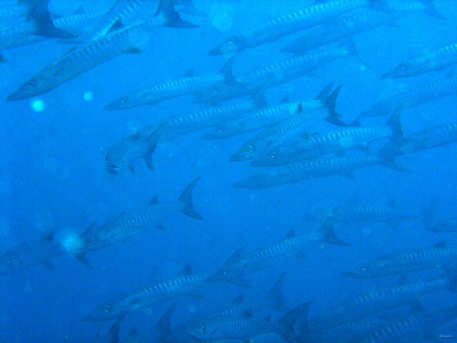 107- Banc de barracudas 